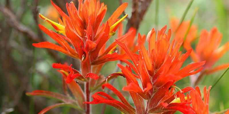 Yellowstone wildflowers: Harsh Indian paintbrush, orange