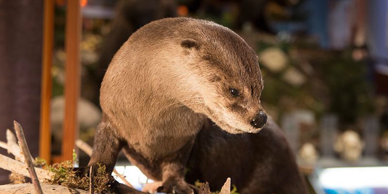 A Treasure from Our West: River otter, Draper Natural History Museum