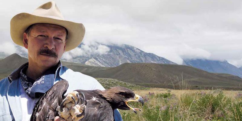 Preston captured this young golden eagle by hand. It was examined, weighed, fitted with a U.S. Department of Interior band, and released unharmed within a few minutes. Photo by Research Assistant Richard Jones.