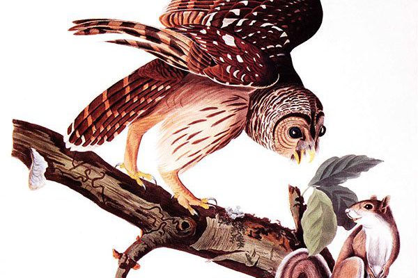 This engraving from "The Birds of America" features a squirrel in the composition with the owl. Audubon would later use the squirrel in his publication of "The Vitiparous Quadrupeds of North America." John James Audubon (1785 – 1851), artist; Robert Haveil, engraver, "Barred Owl." Bequest of Robert D. Coe. 48.85