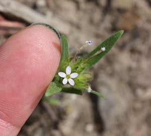 Yellowstone wildflowers: For Maggie, who noted that some of the tiny flowers are the prettiest. I don't know what this one is, but my finger is in the image for scale.