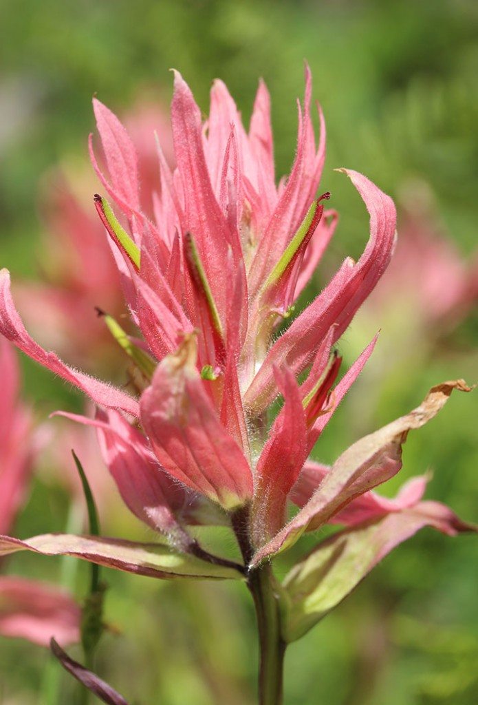 Yellowstone wildflowers: Pink Indian paintbrush