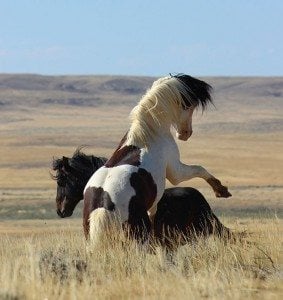 Wild horses rearing
