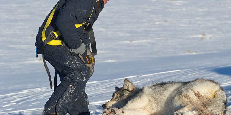 Mike Jimenez and wolf research