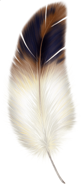 Brown Feathers PNG Image, Brown Animal Feather, Feather, Floating