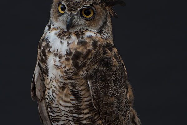 A living Treasure from Our West: Teasdale the great horned owl