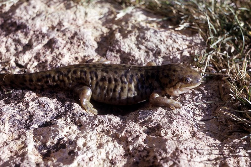 The blotched tiger salamander is the only one native to the Yellowstone region. NPS photo by Bryan Harry.