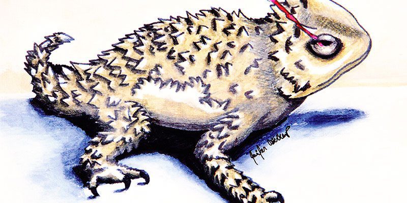 The greater short-horned lizard, commonly called "the horny toad," can dissuade predators by squirting blood from its eyes, a rare sight to catch on film. Artwork by Jennifer Osterkamp, Cody High School, 2008.