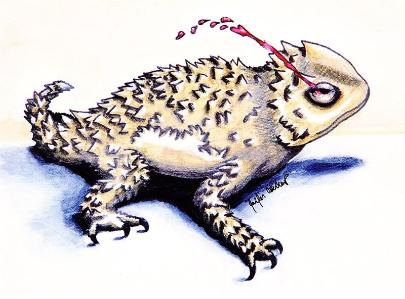 The greater short-horned lizard, commonly called "the horny toad," can dissuade predators by squirting blood from its eyes, a rare sight to catch on film. Artwork by Jennifer Osterkamp, Cody High School, 2008.
