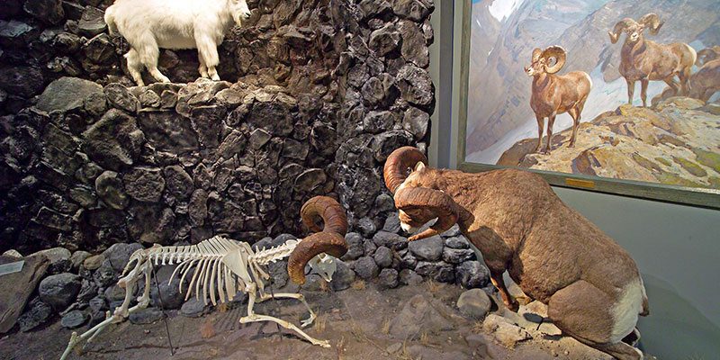 Treasures from Our West: Rocky Mountain Bighorn sheep. DRA.305.10, DRA.305.38