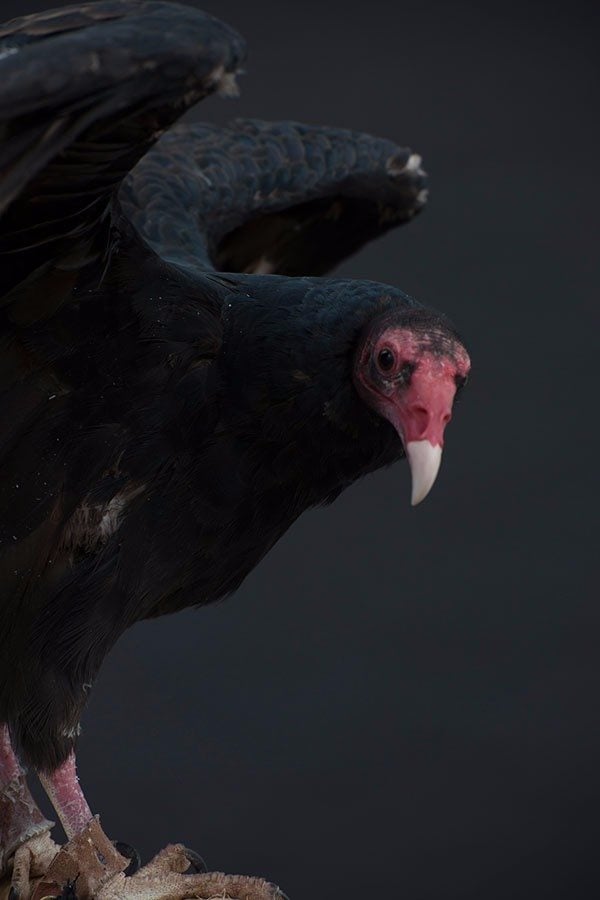 Suli the turkey vulture