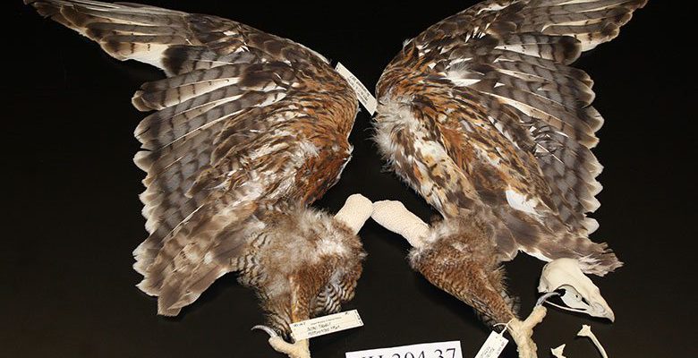 A Treasure from Our West: ferruginous hawk. NH.304.37