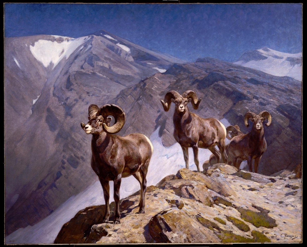Carl Rungius's Bighorn Sheep
