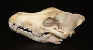 A Treasure from Our West: Gray wolf skull. DRA.305.71