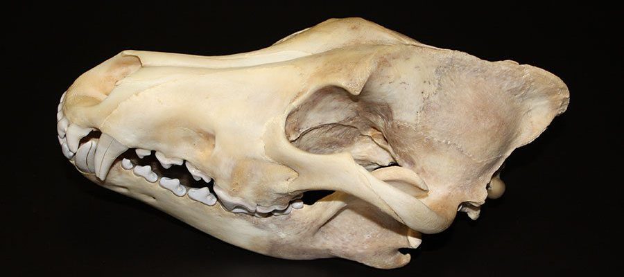 A Treasure from Our West: Gray wolf skull. DRA.305.71