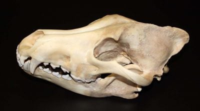 Gray wolf skull. U.S. Fish and Wildlife Service. DRA.305.71