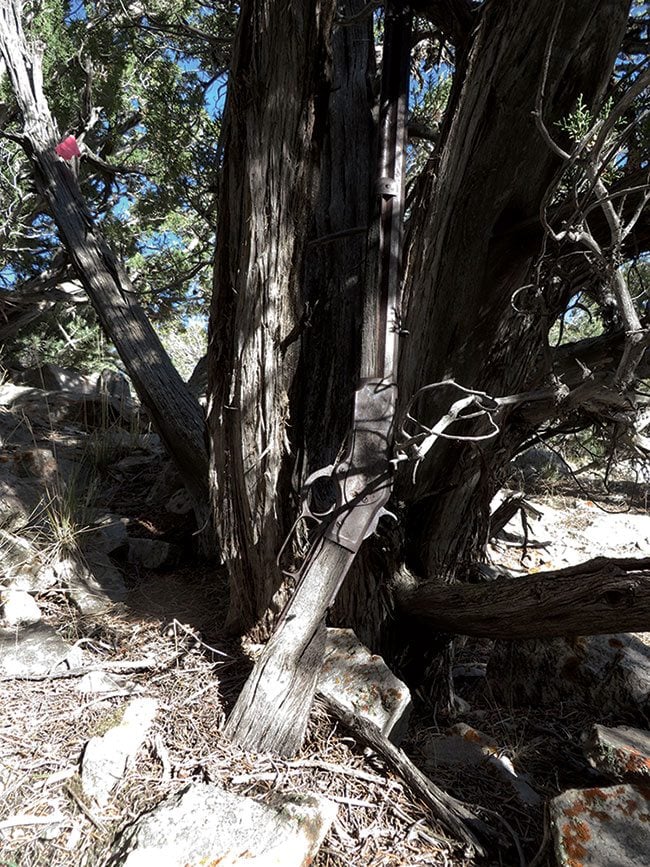 The Winchester 1873 propped against a juniper tree in Great Basin National Park where it went undiscovered for 132 years.