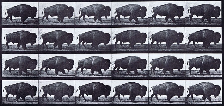 Points West: The Buffalo, a Symbol for Conservation