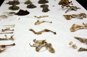 Prey remains are collected from nest sites and brought to the Draper Museum’s Discovery Laboratory for identification. Photo by C.R. Preston.