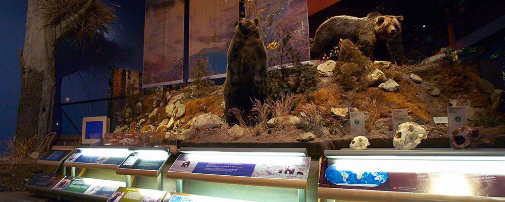 A Treasure from Our West: Bear exhibit.