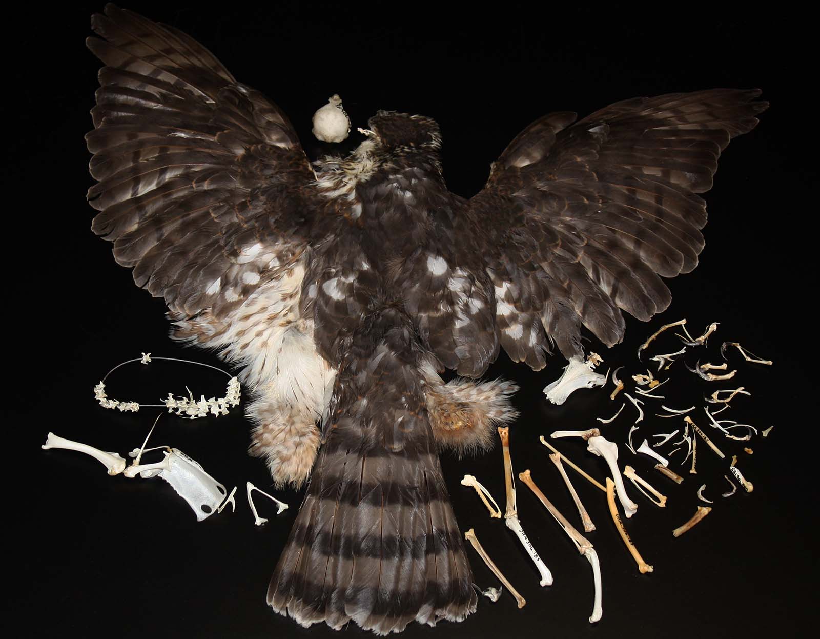 Cooper's hawk specimen. DRA.304.185