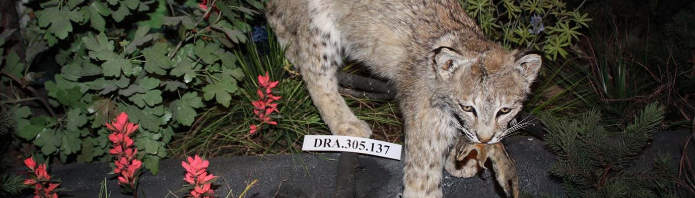 Bobcat specimen. DRA.305.137