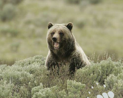 A Yellowstone National Park grizzly bear. National Park Service photo. Jim Peaco, 2005.