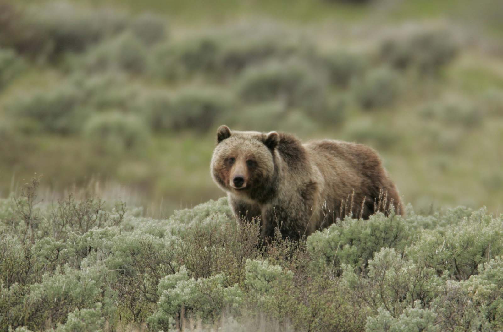 A Yellowstone National Park grizzly bear. National Park Service photo by Jim Peaco, 2005.