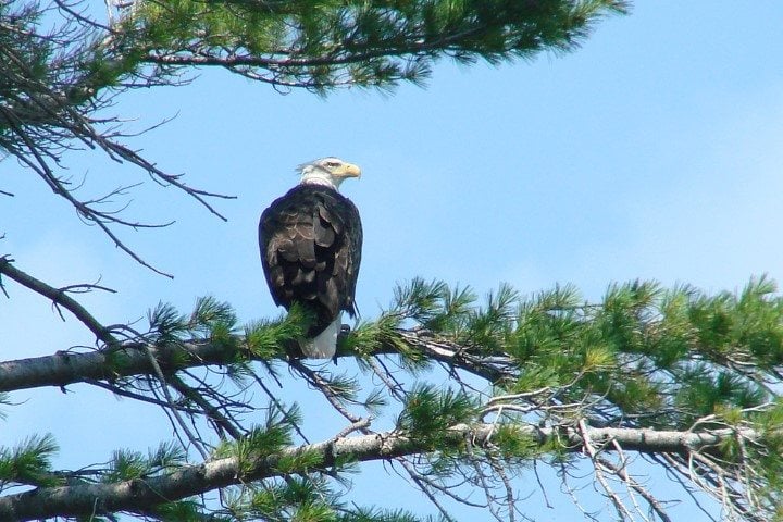 Bald eagles aren't bald, their feathered heads are white. They are our national bird. Of course you knew that, right?  