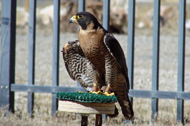 Peregrine