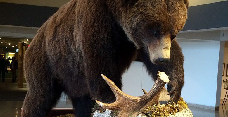 A Treasure from Our West: log 134: Grizzly bear. DRA.305.159