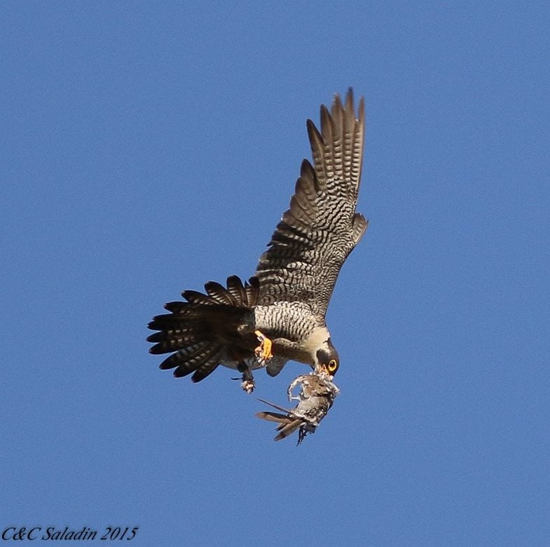 Peregrine Falcon Carrying Prey