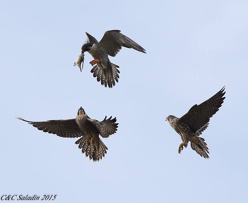 Peregrine falcon dropping prey to fledglings