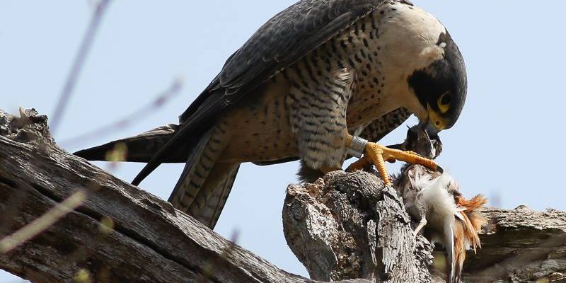 Peregrine Falcon eating its prey.