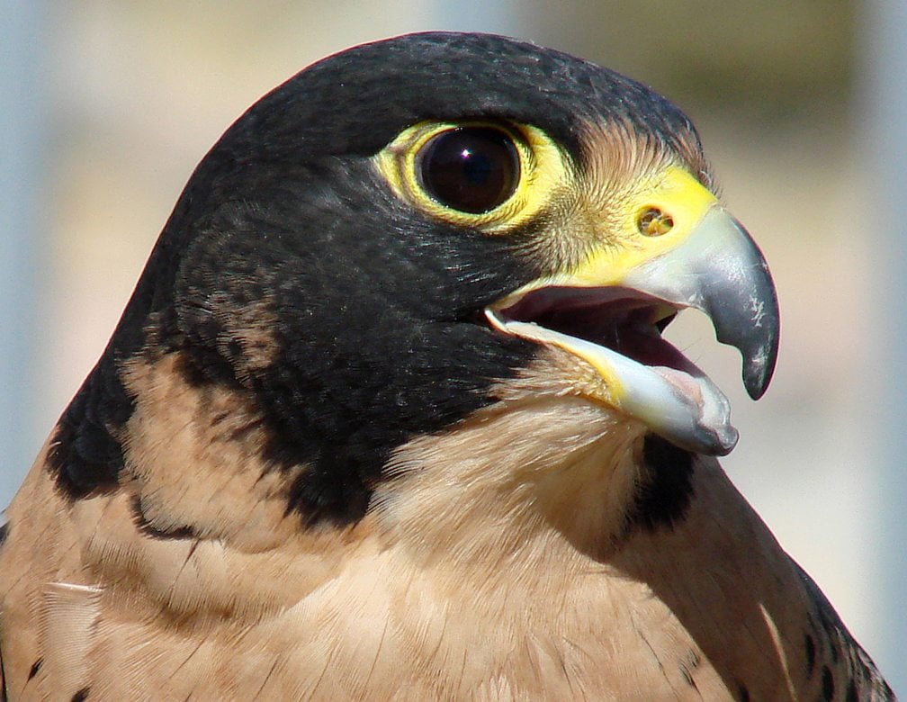 Peregrine falcon showing tomial tooth in upper beak and groove in lower.