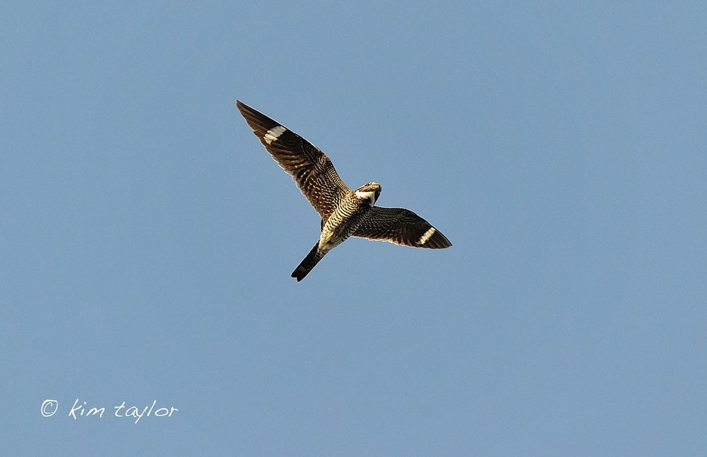 Nighthawk in flight, open wings showing white band on each wing, and white neck marking.
