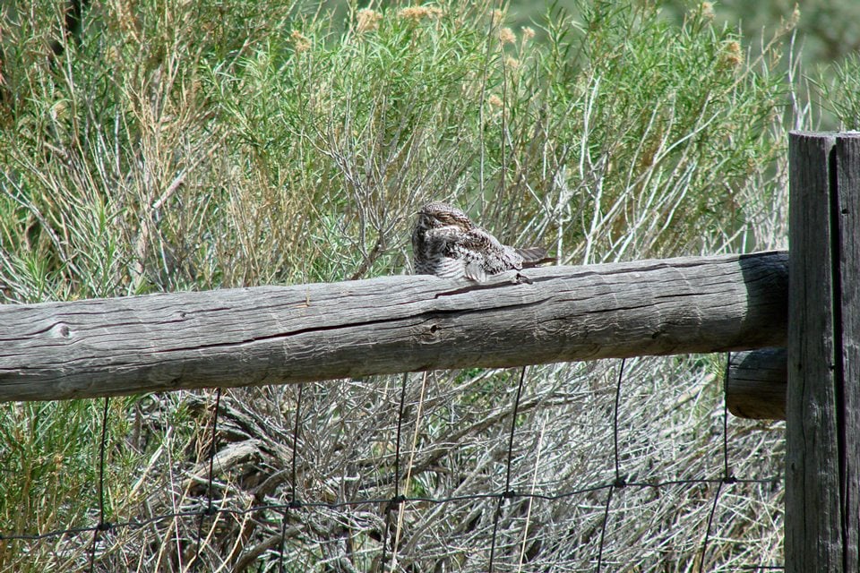 A nighthawk resting on a wooden fence rail to show how the coloration helps it to blend in with its roosting location.  