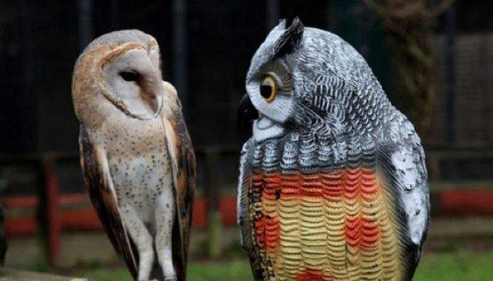 Barn owl looking at fake owl.
