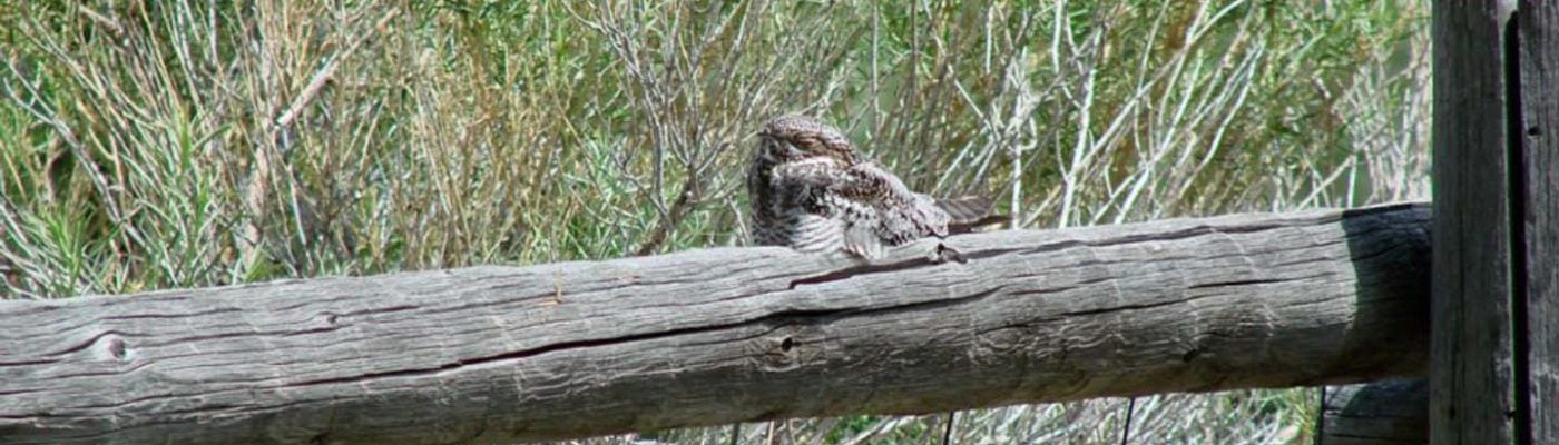 The coloring of the Common Nighthawk helps it blend in with its daytime roosting location.