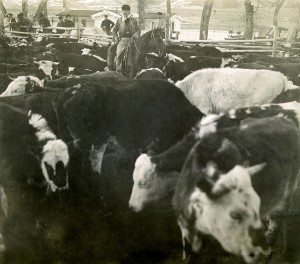 Away from the Wild West between seasons late in 1903 or early 1904, Buffalo Bill headed out to the TE Ranch with friends but still had work to do. Here, he examines a herd of cattle while his guests look on. Photograph by Irving R. Bacon. MS 6 William F. Cody Collection. P.6.546.34