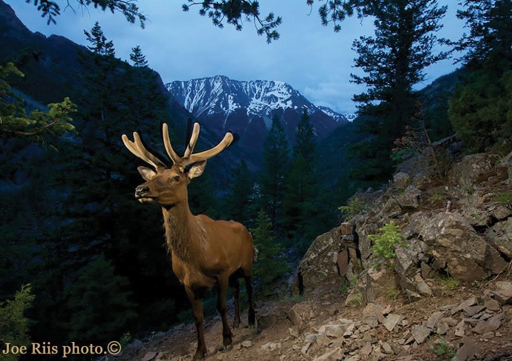 The same "camera-trap” catches an elk. Copyright Joe Riis, used with permission.