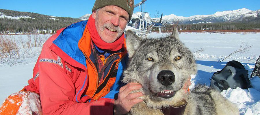 Yellowstone's Senior Wildlife Biologist Doug Smith in the field with a collared wolf.
