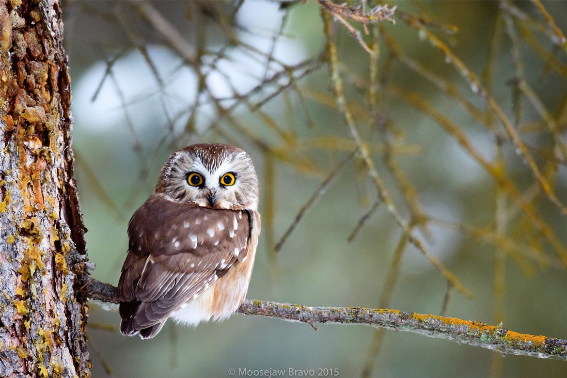 northern saw whet owl habitat