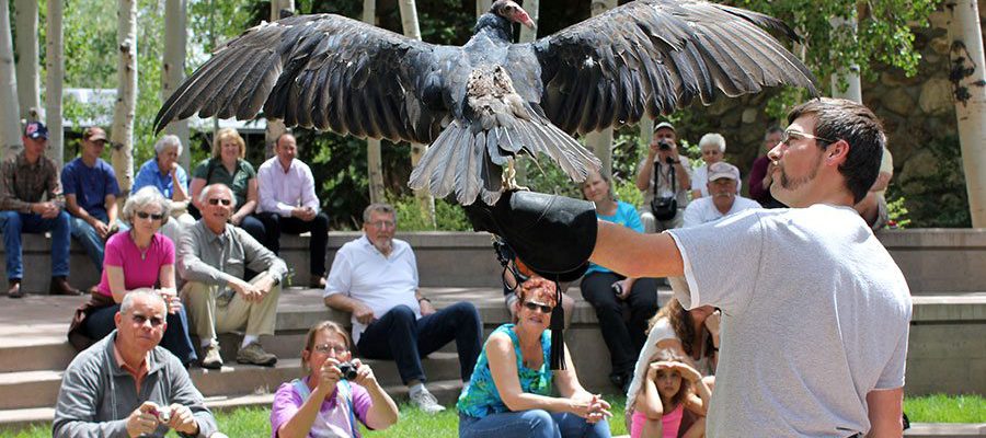 The Draper Museum Raptor Experience presents a program with live birds of prey at 2:30 p.m. in City Park on Earth Day, April 22. Here Assistant Raptor Program Manager Brandon Lewis shows turkey vulture Suli to a crowd at the Buffalo Bill Center of the West.