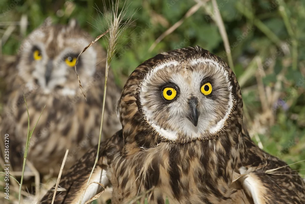 Two Short-eared Owls close to each other on the ground to demonstrate that during non-breeding seasons Short-eared owls may roost together.