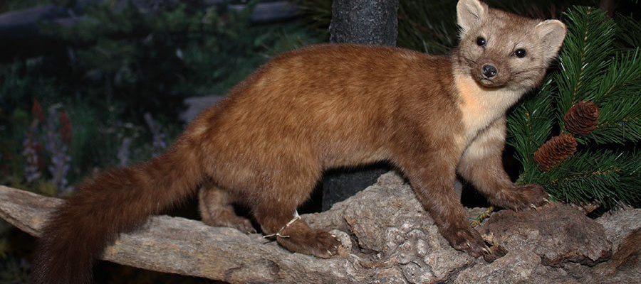 A Treasure from Our West: Treasures blog 158: American marten. DRA.305.183