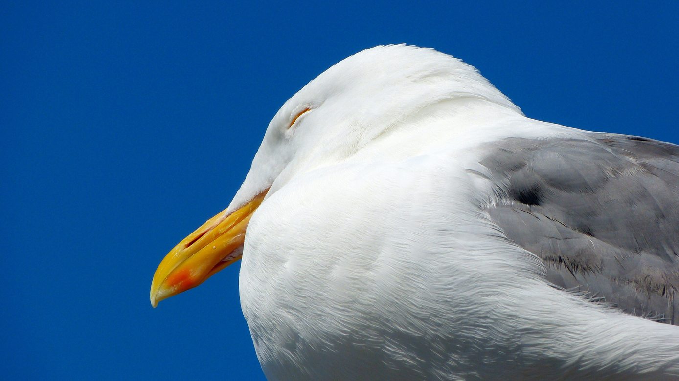 Seagull Taking a Nap