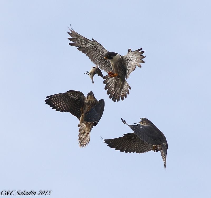 A parent dropping a dead bird to two fledglings. 