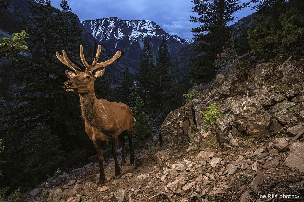 Migrating elk captured on webcam. Joe Riis photo.