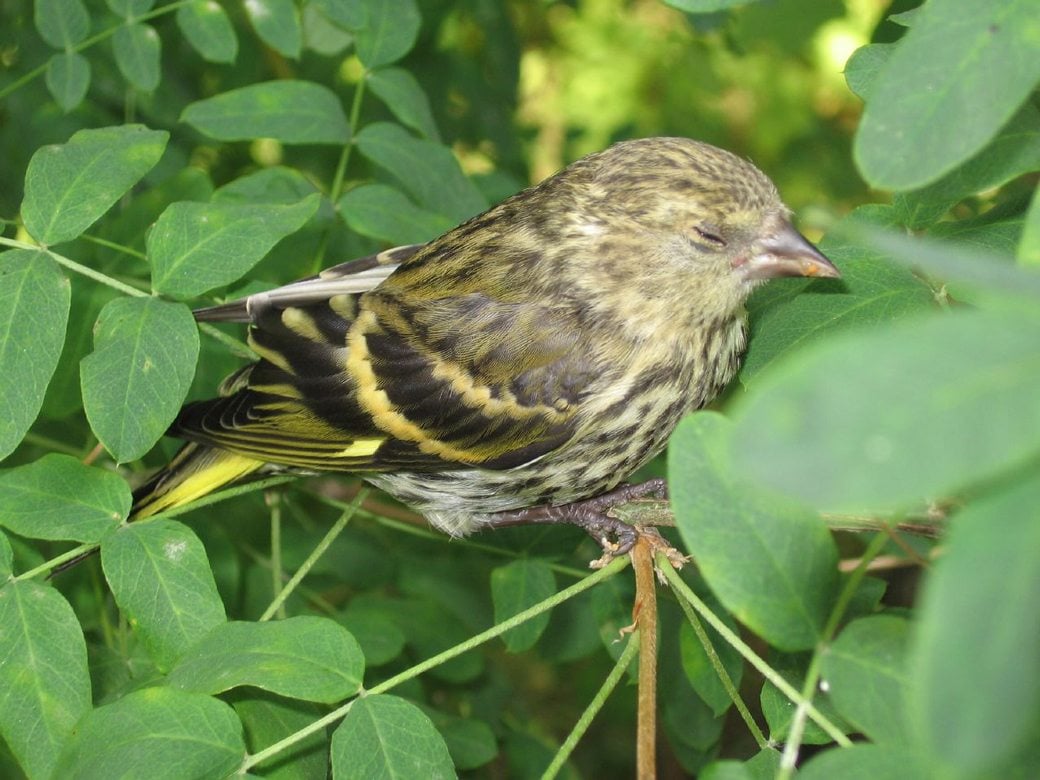 Eurasian Siskin sleeping within foliage.